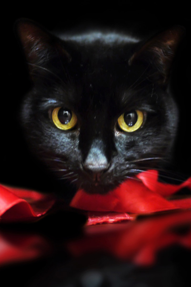Black cat with ribbon on black background