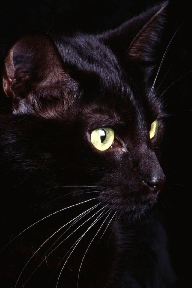 Удивленный кот на черном фоне