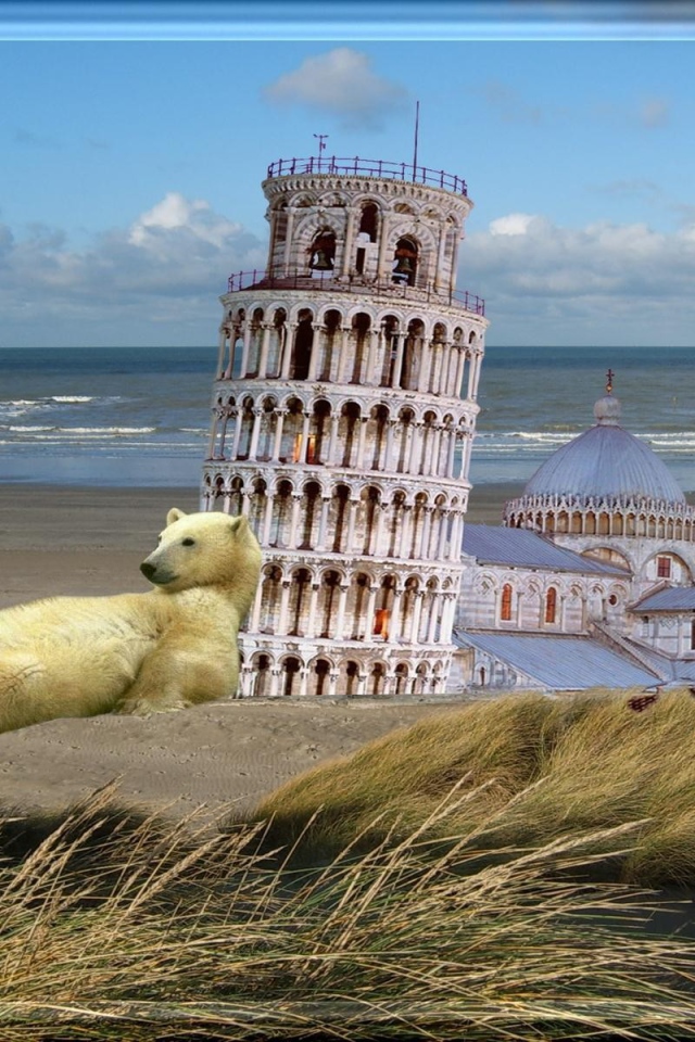Белый медведь у Пизанской башни