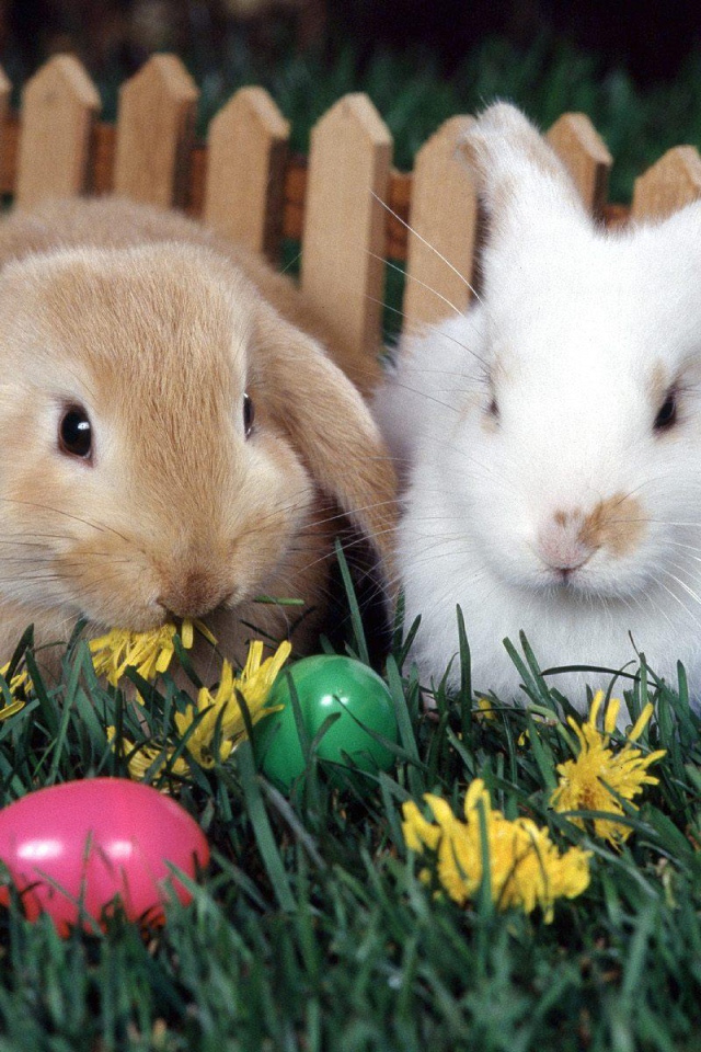Кролики у забора на Пасху