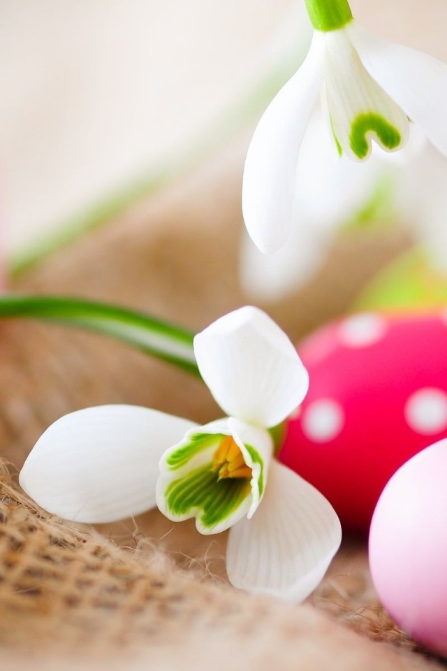 Белые цветы и яйца на Пасху
