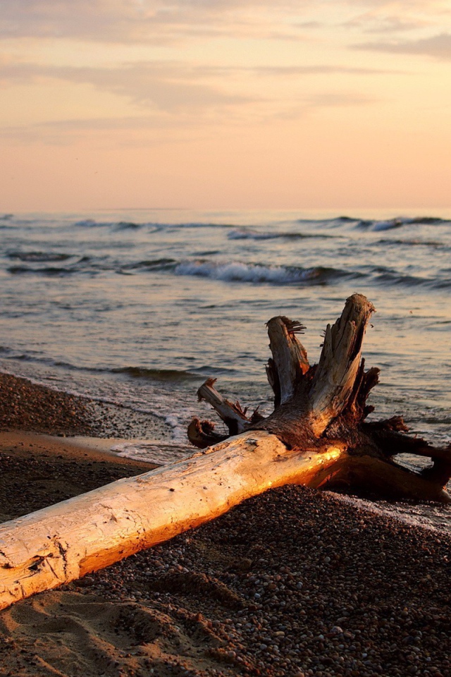 Сухое дерево на пляже
