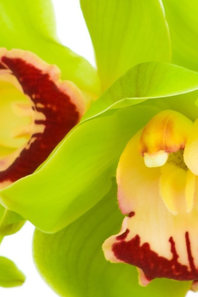 Зеленые орхидеи