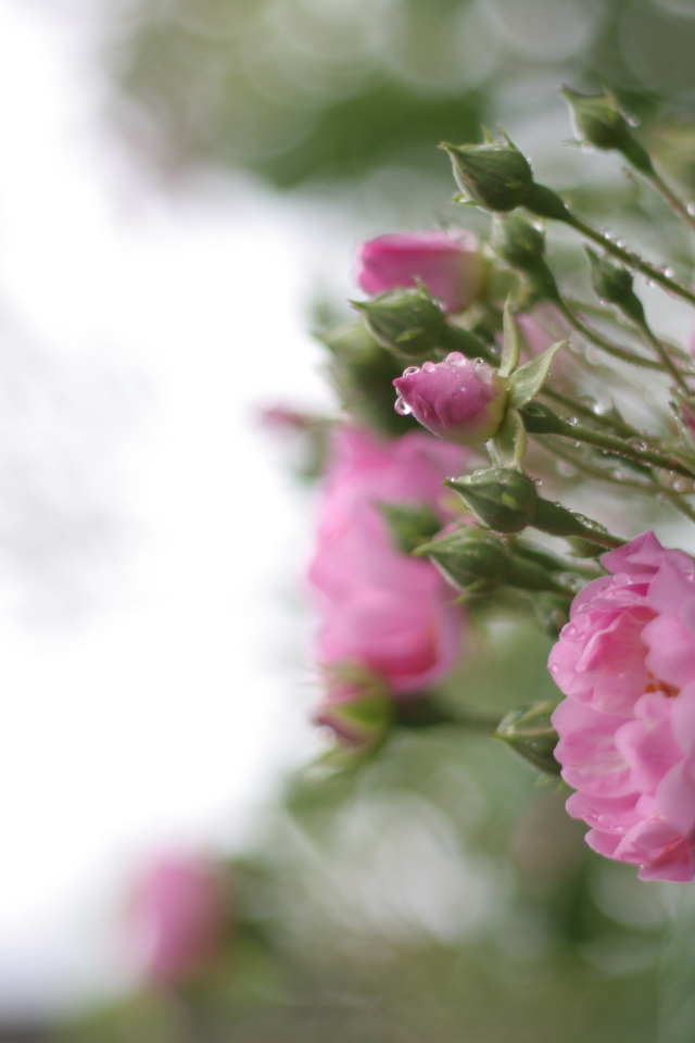 Розовые цветы на кусту