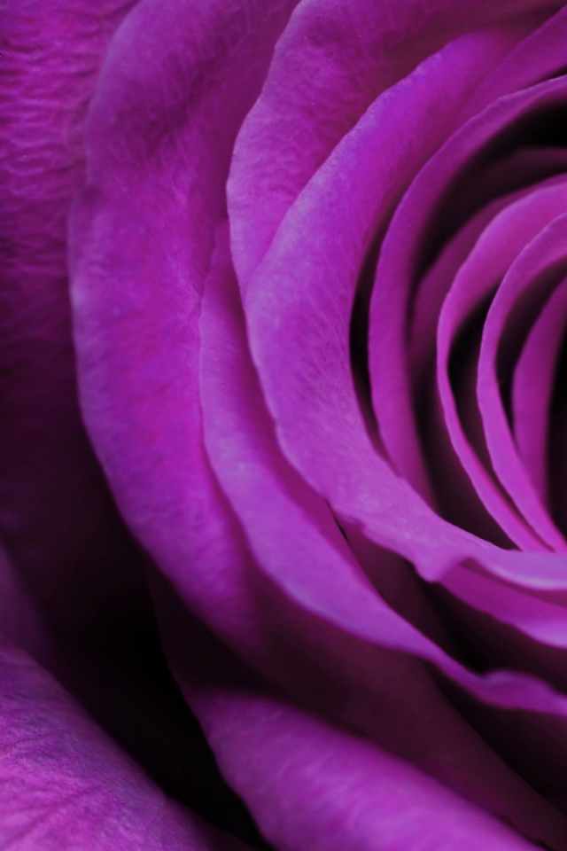 Purple rose close up on a black background