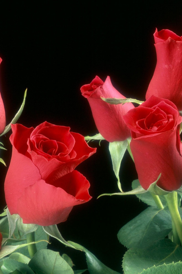 Цветы красных роз