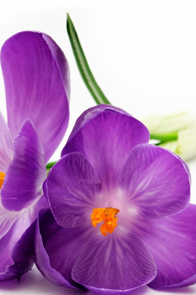 Два фиолетовых цветка