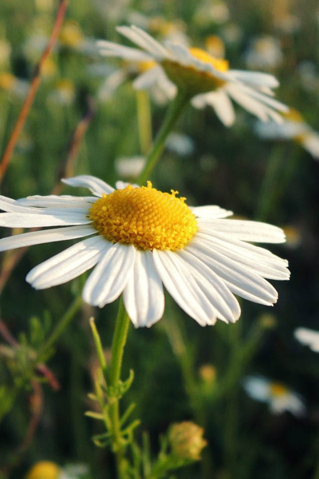White Daisy on the nature
