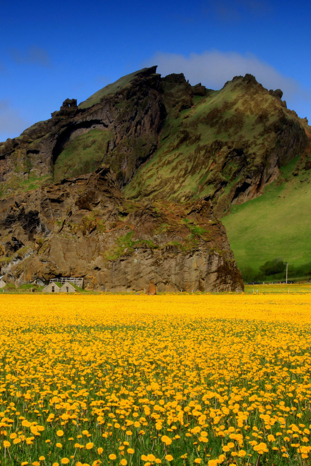 	   Field of yellow flowers
