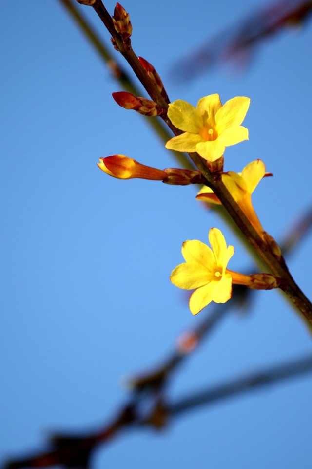 Желтые цветы на ветке