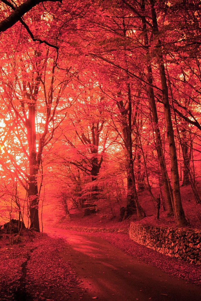 Розовый осенний лес