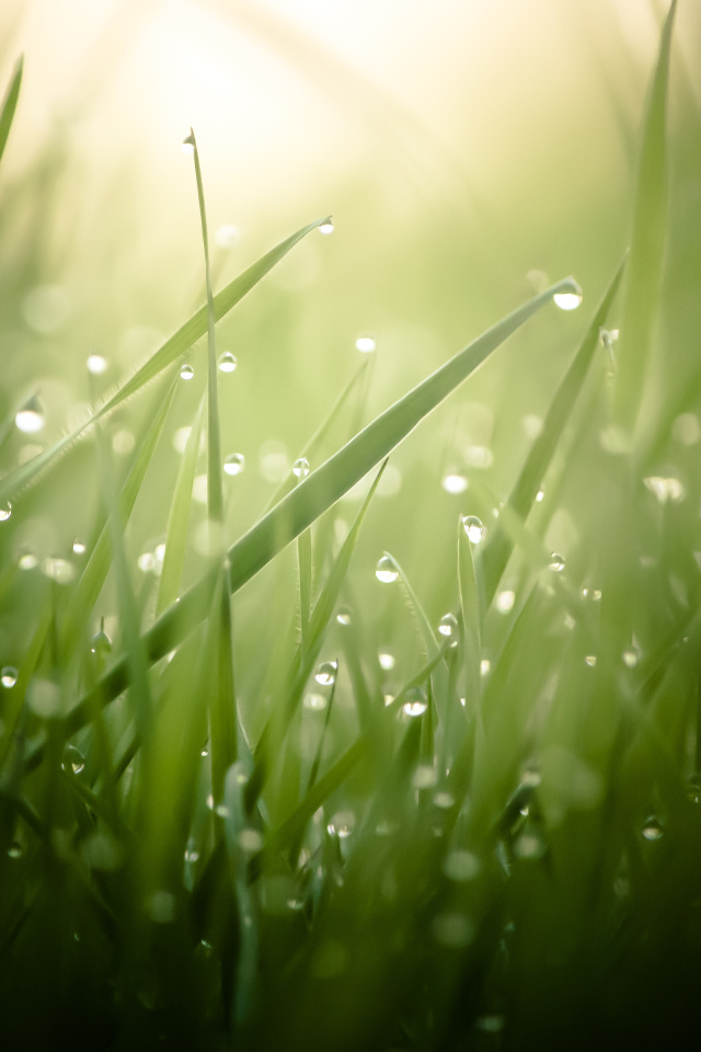 Утренняя роса на зелёной траве