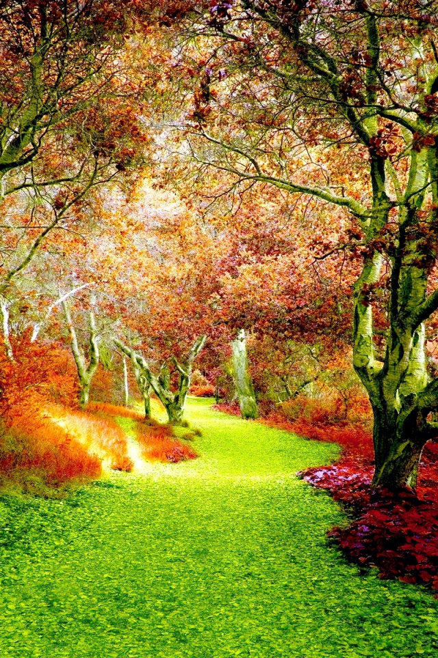 Ранняя осень в лесу