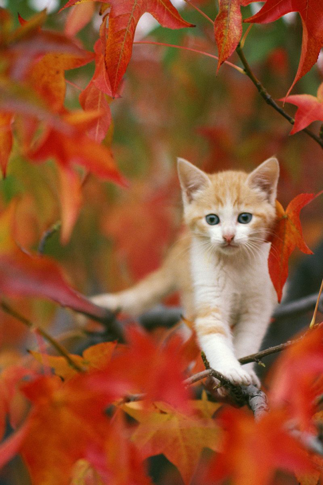 Котенок на осеннем дереве