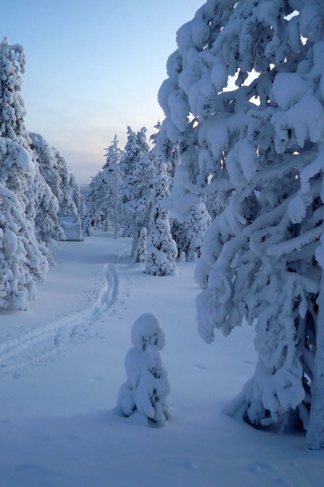 Покрытые снегом деревья