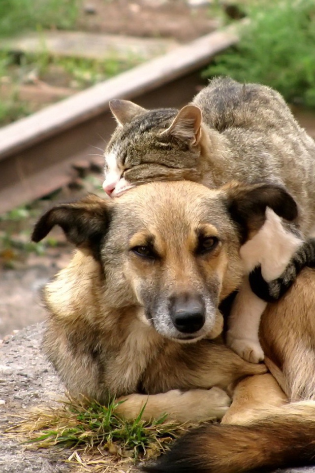 Cats hugging dog