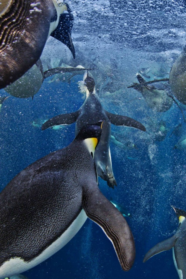 Императорские пингвины в море Росса в Антарктиде