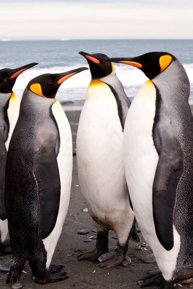 Четыре пингвина на берегу моря