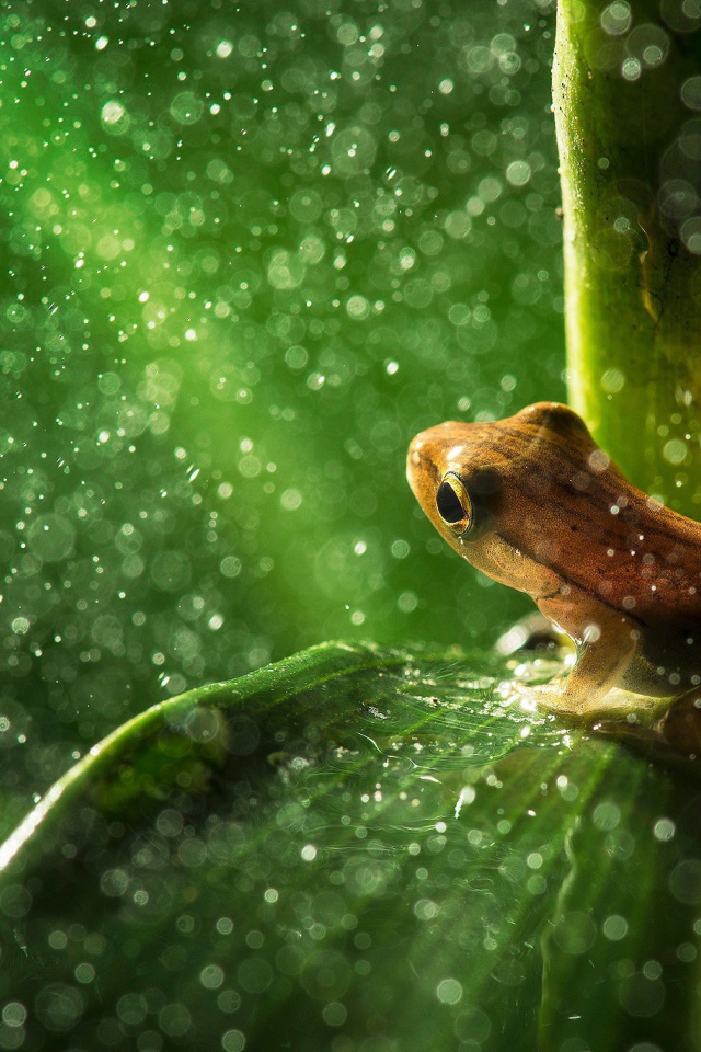 Лягушка пережидает дождь сидя на листике