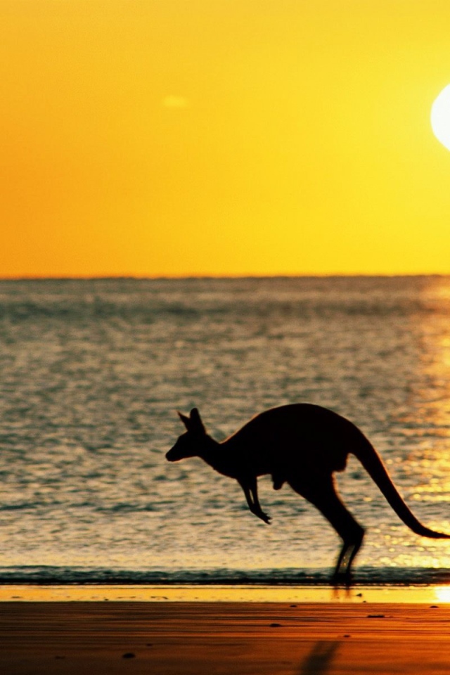 Кенгуру на фоне моря в Австралии
