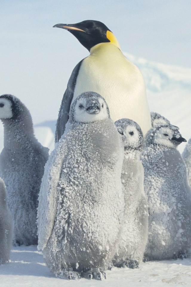 Мама пингвин с выводком