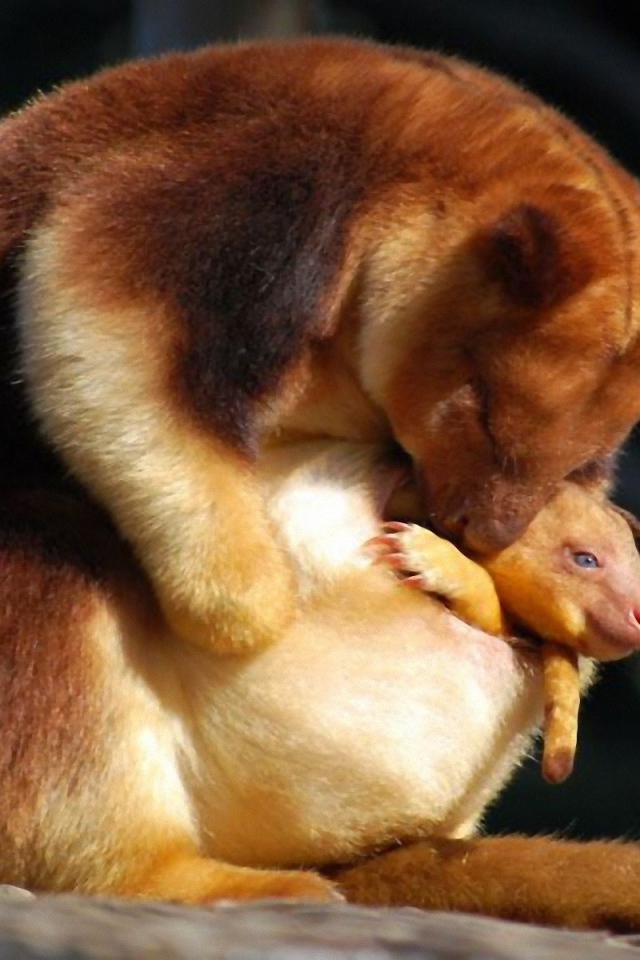 Сумчатое животное с детенышем в Австралии