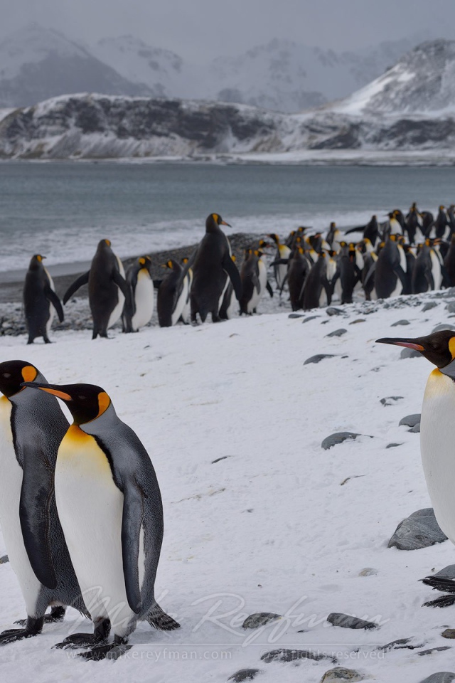 Пингвины гуляют по берегу