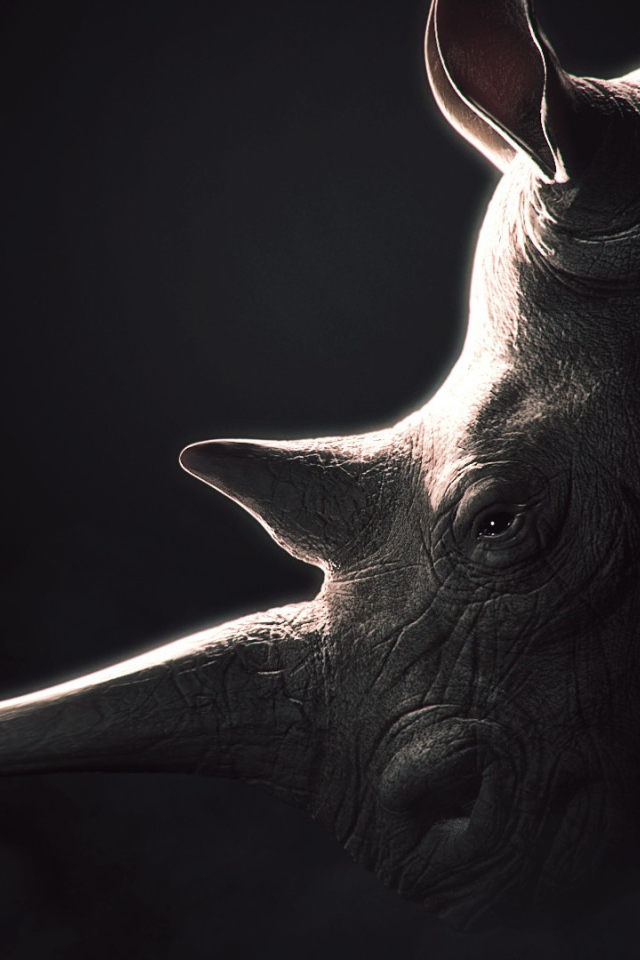 Носорог, черный фон