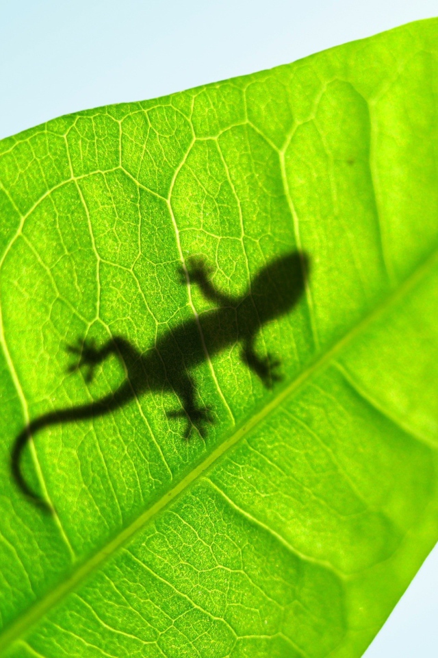 Shadow of a small lizard