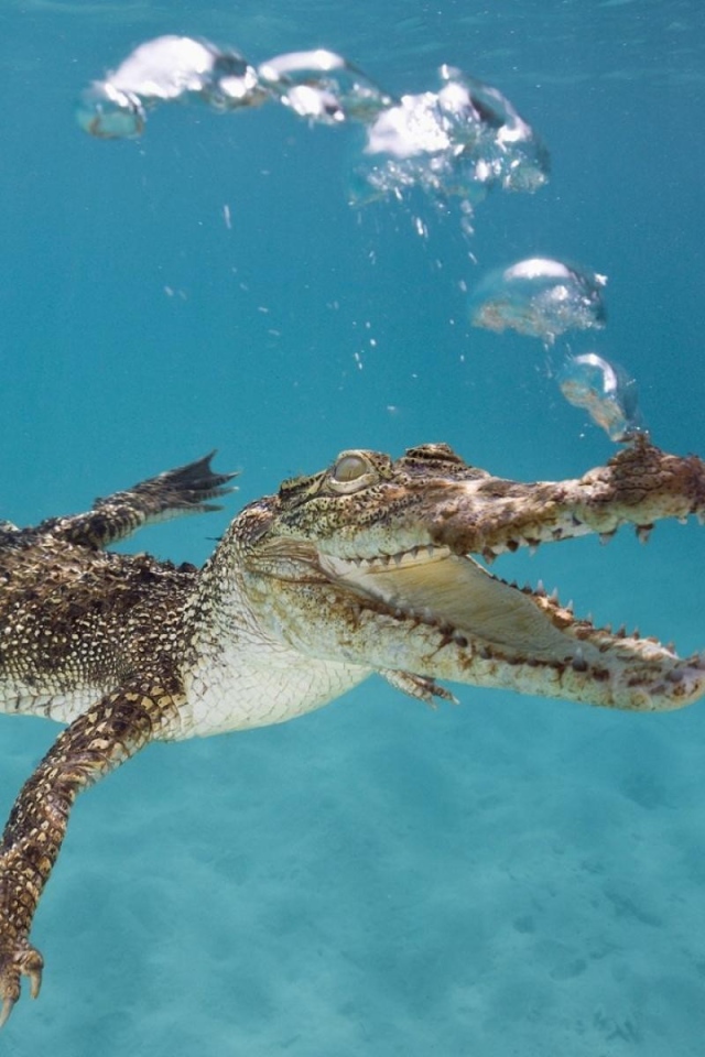Маленький крокодил пускает пузыри под водой