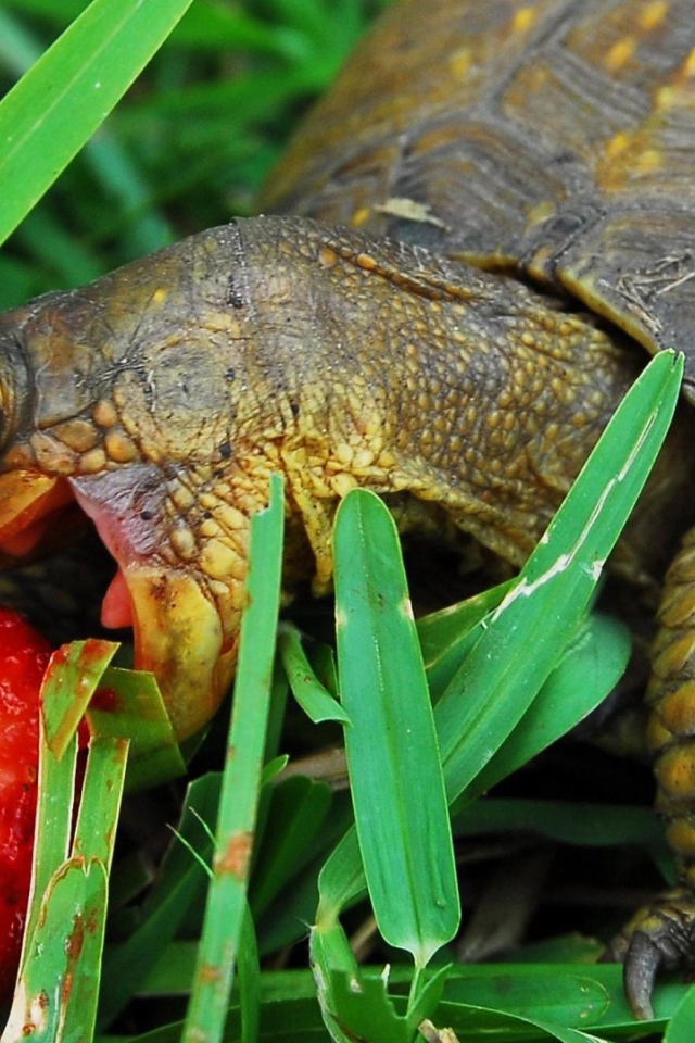 Tortoise eating strawberries