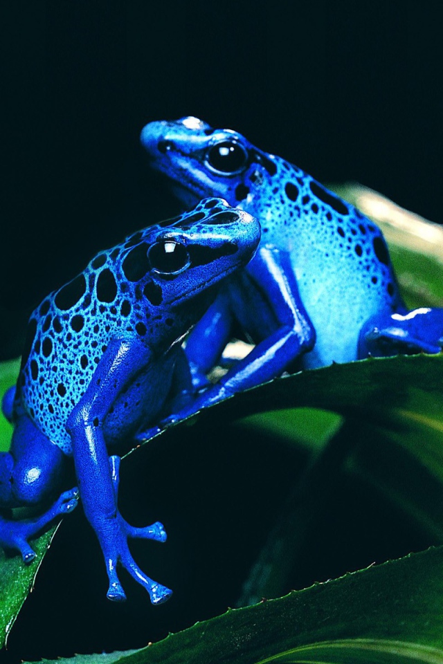 Две синих лягушки на зеленом листе