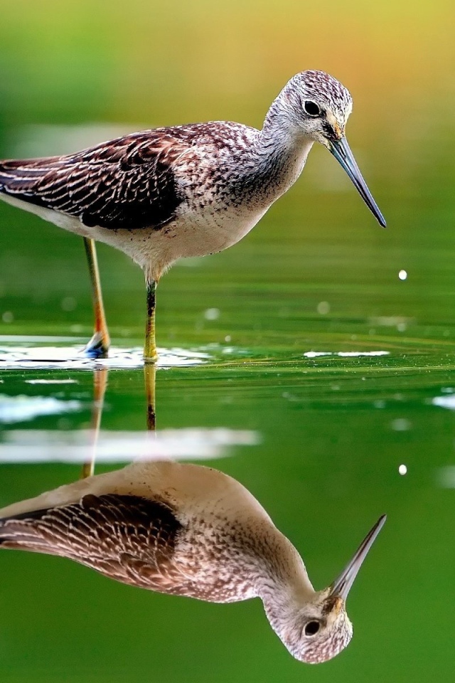 Птица отражается в зеленой воде