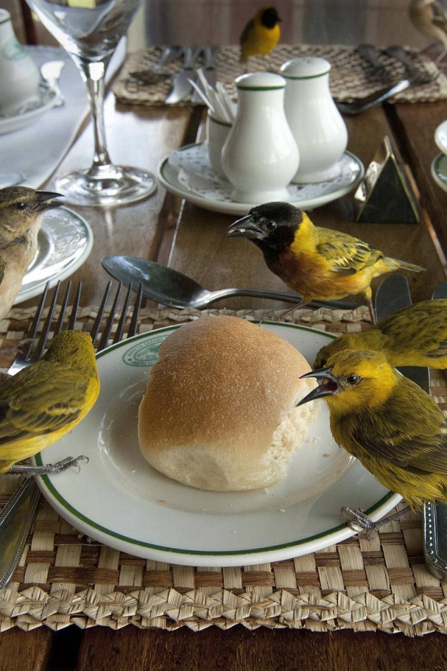 Птицы клюют хлеб на столе