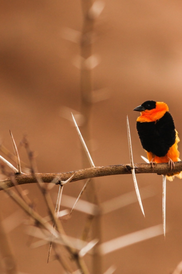 Черно оранжевая птица на колючей ветке