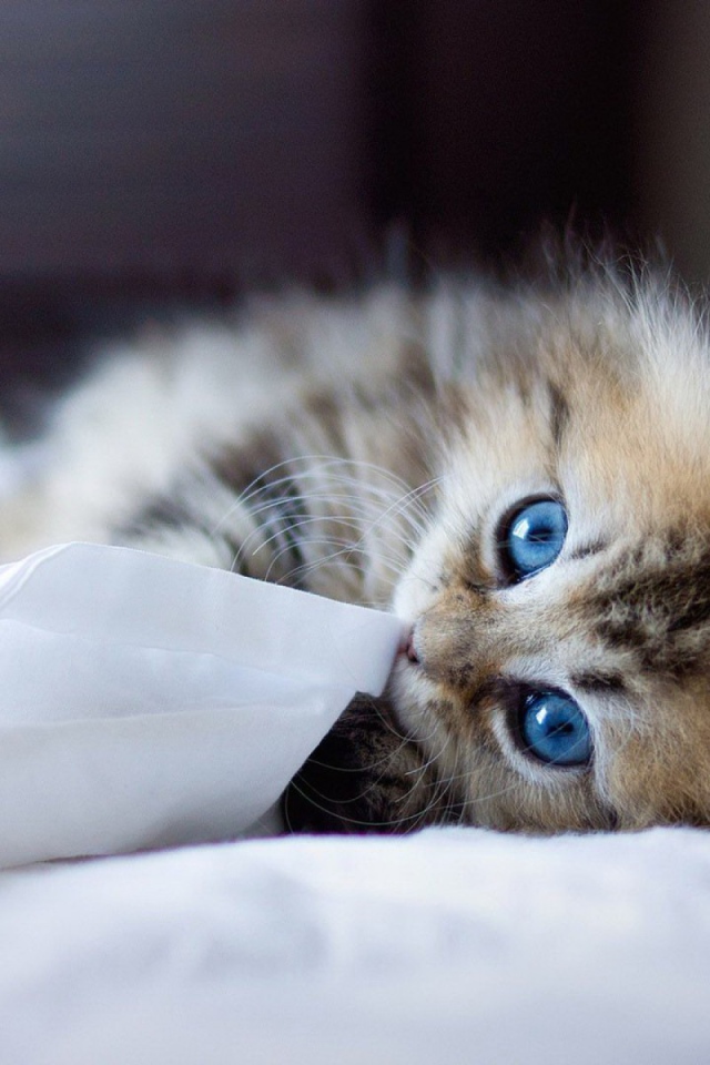 Голубоглазый котенок играет с тканью