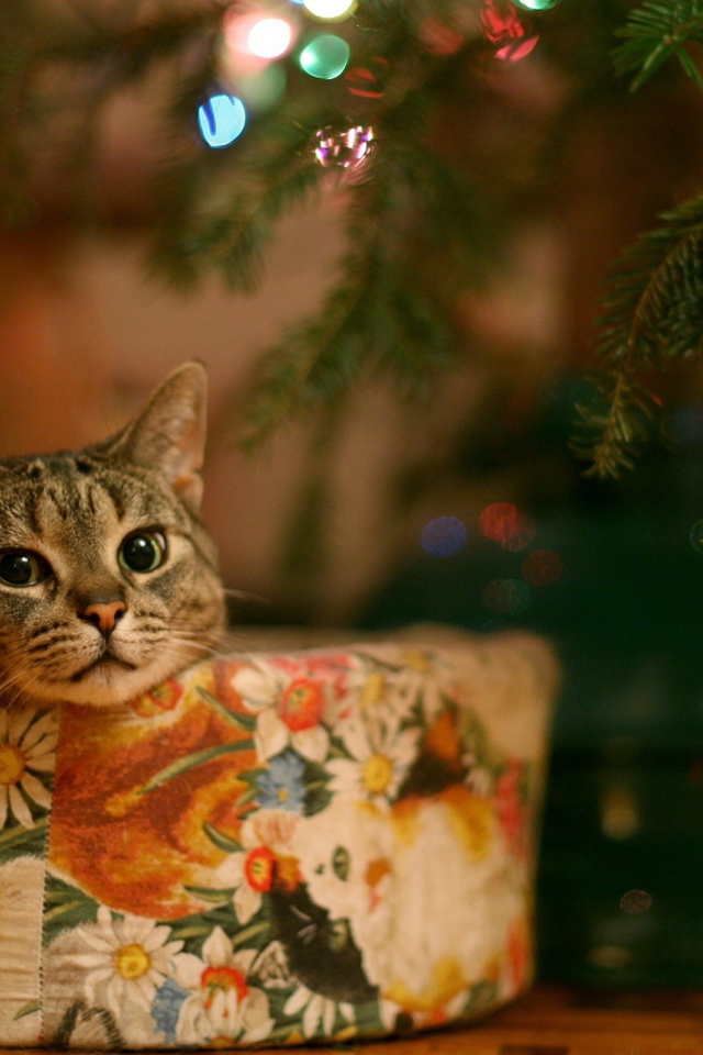 Кот в качестве новогоднего подарка
