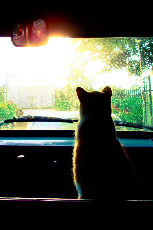 Кот смотрит в лобовое стекло авто