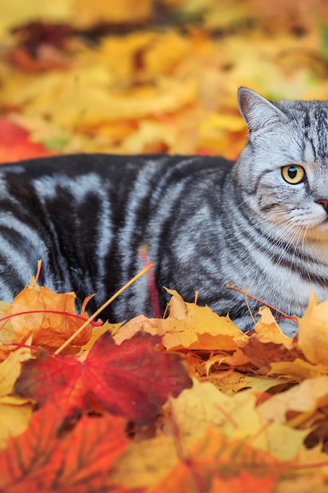 Кот лежит на опавших листьях