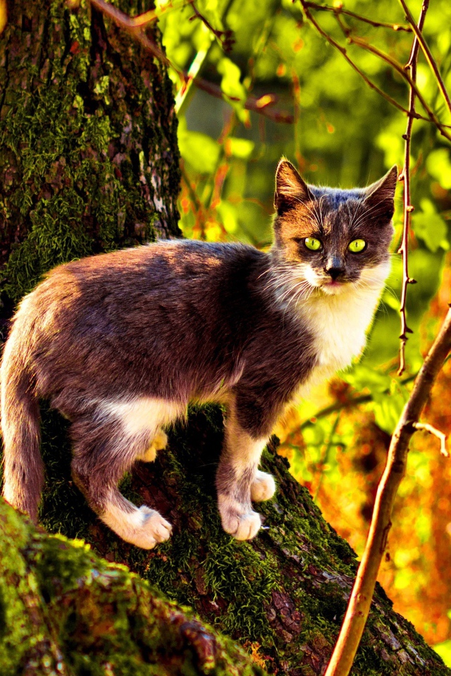 Cat on a tree covered with moss