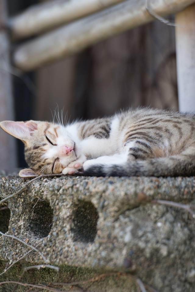 Кот спит на бетонной плите