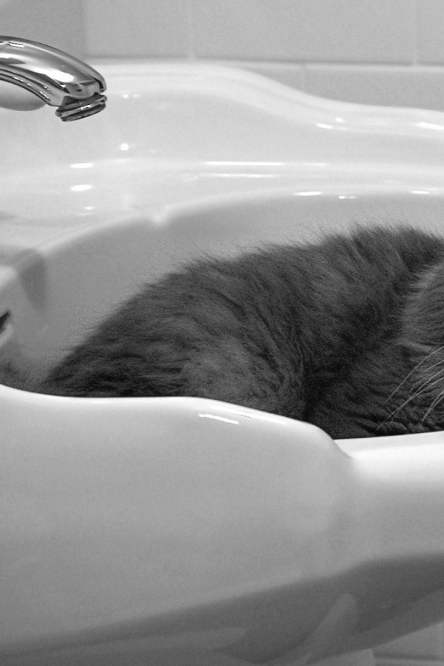 Кот мирно спит в раковине