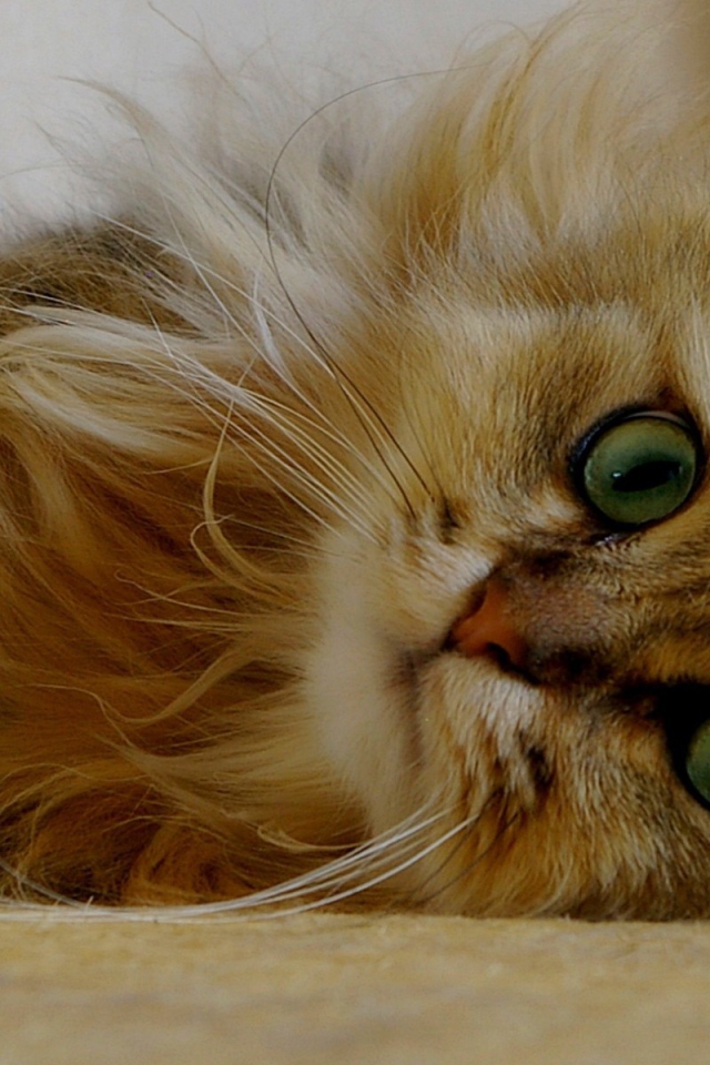Пушистый зеленоглазый котенок