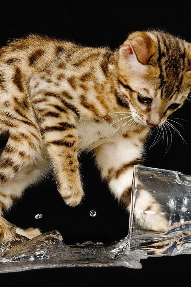 Котенок опрокинул стакан с водой