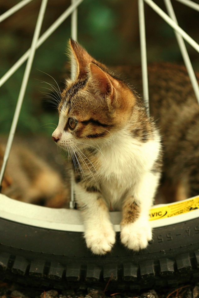 Котенок на велосипедном колесе