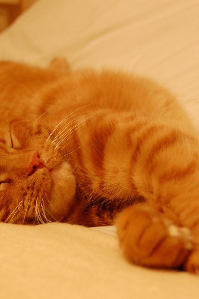 Рыжий кот сладко спит на простыне
