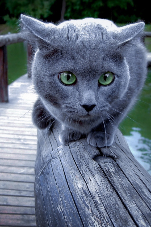 Русский голубой кот на деревянном мосту