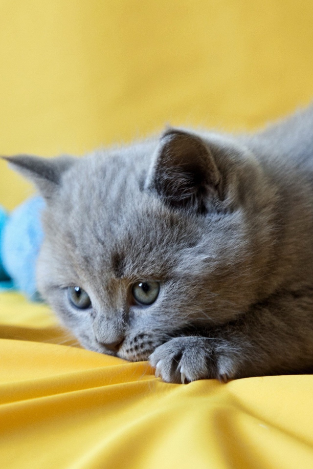 Грустный котенок с голубыми клубками