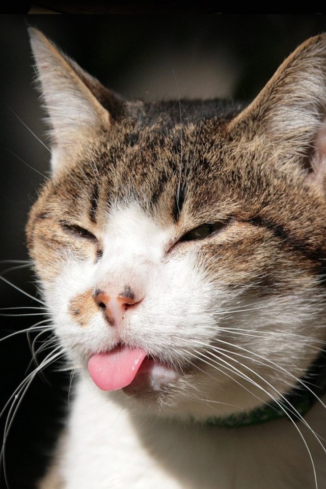 Хитрый кот показывает язык