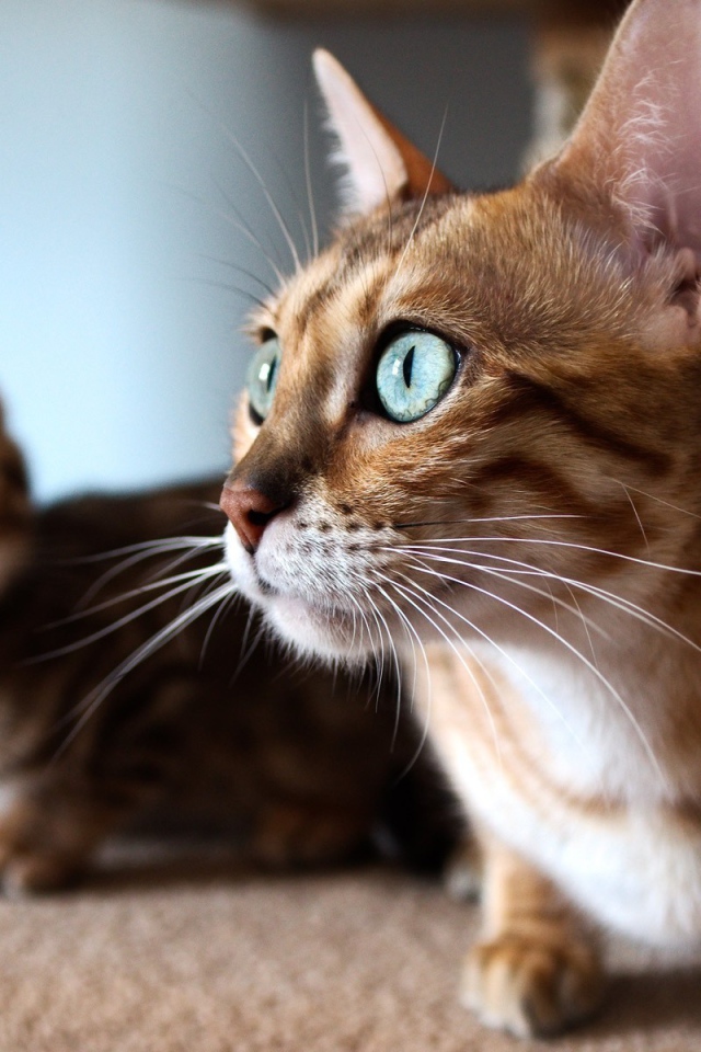Удивленная кошка с выразительными глазами